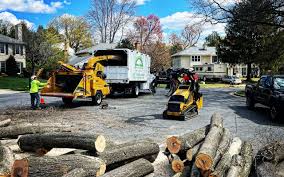 Best Stump Grinding and Removal  in Sun Prairie, WI