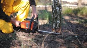 Best Hazardous Tree Removal  in Sun Prairie, WI