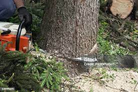 Best Tree Removal  in Sun Prairie, WI