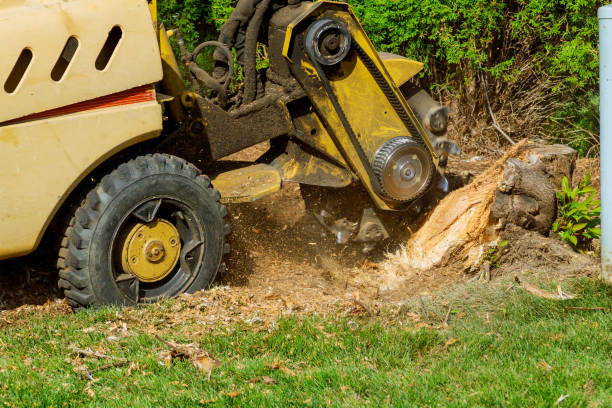 Best Tree Trimming and Pruning  in Sun Prairie, WI