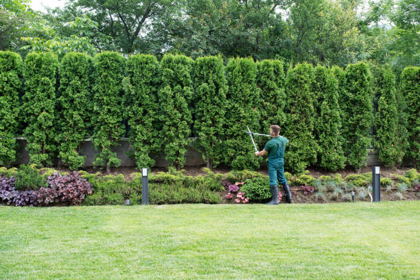 Best Tree and Shrub Care  in Sun Prairie, WI