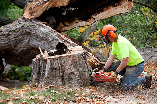 Best Soil Testing and Treatment  in Sun Prairie, WI