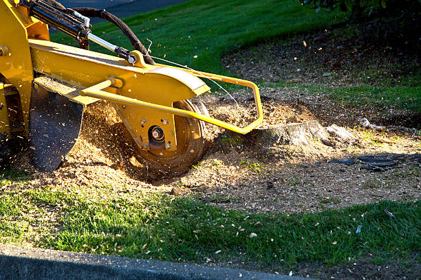 Best Artificial Turf Installation  in Sun Prairie, WI