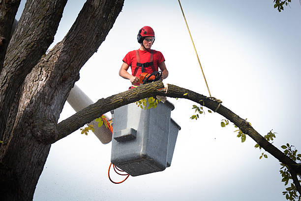 Best Storm Damage Tree Cleanup  in Sun Prairie, WI