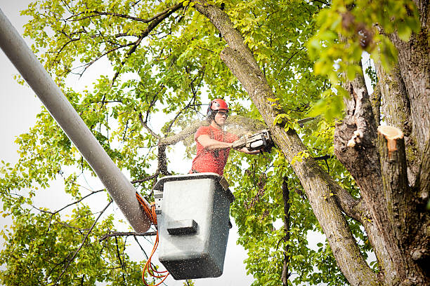 Best Arborist Consultation Services  in Sun Prairie, WI