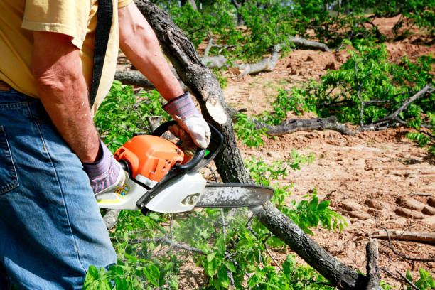 Sun Prairie, WI Tree Services Company